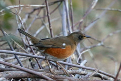 アカハラ図鑑写真