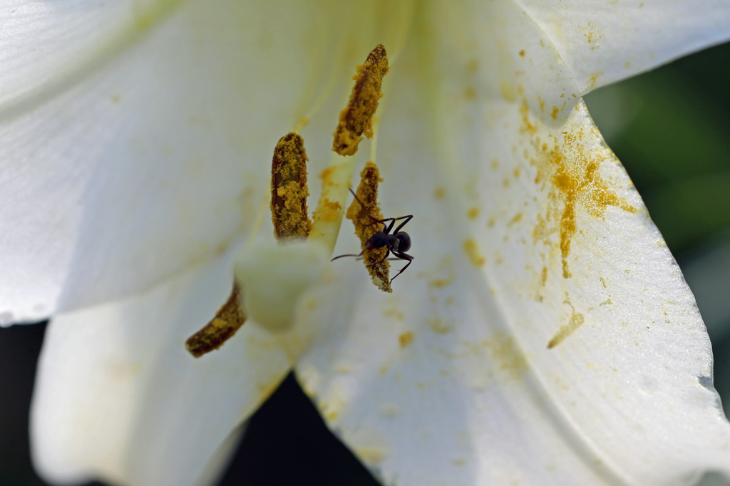 今日はアリさん来てます