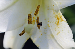 今日はアリさん来てます