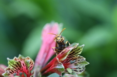 たぶんキアシナガハチかな？