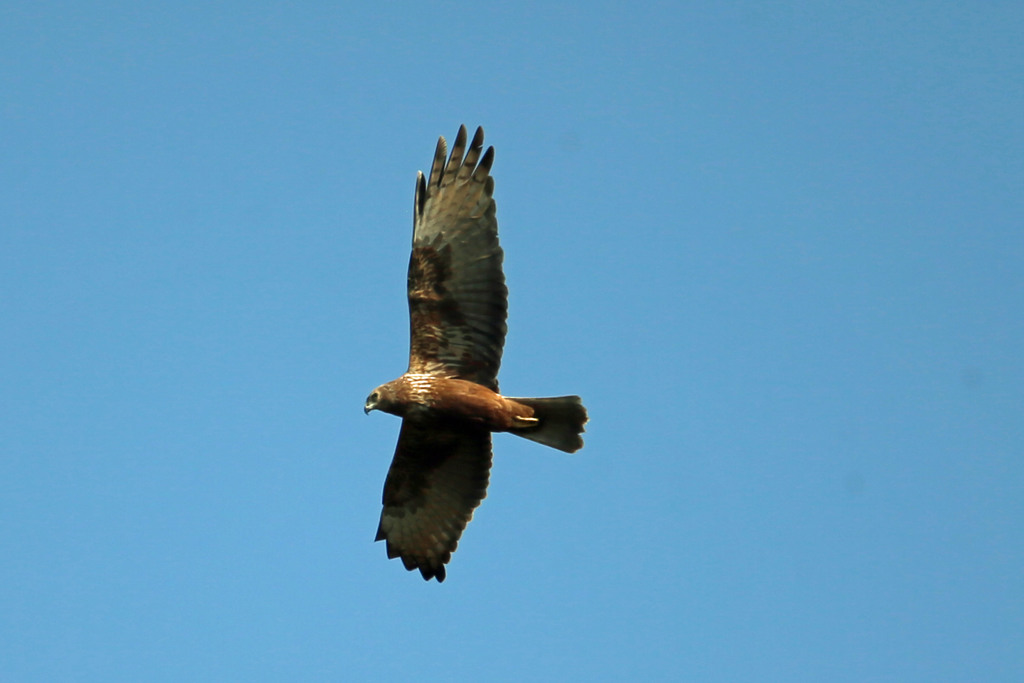青空とチュウヒ