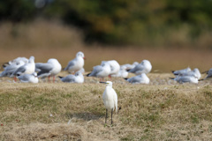 寂しい～（コサギ）