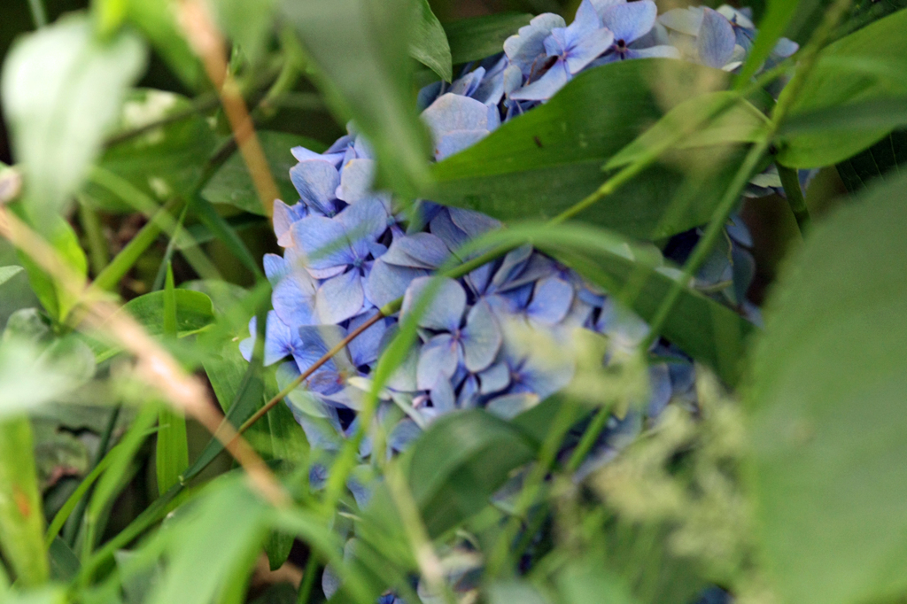 ひっそり咲いてます