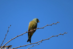 青空とカワラヒワ