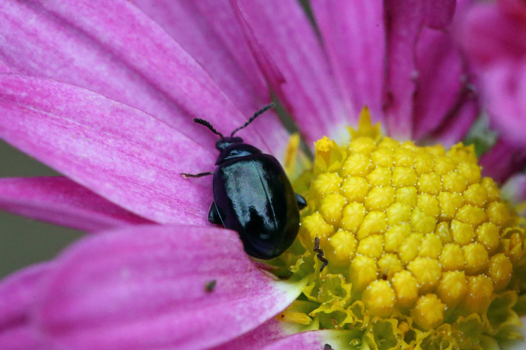 この子も寝てる
