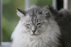 眠いにゃ