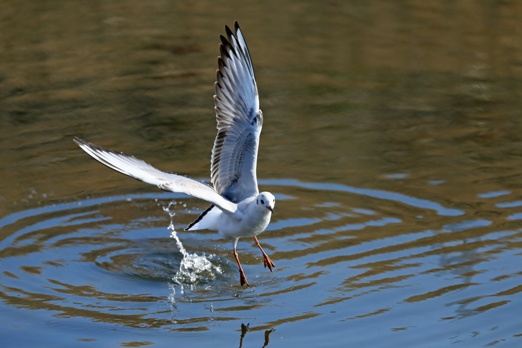 飛び出し前から-1