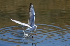 飛び出し前から-1