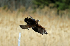 トビの飛び出し