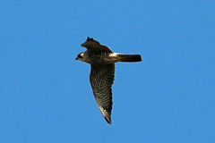 青空とハヤブサ