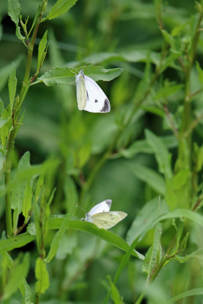 たまには縦構図