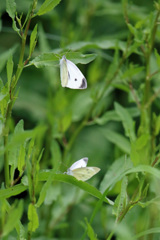 たまには縦構図