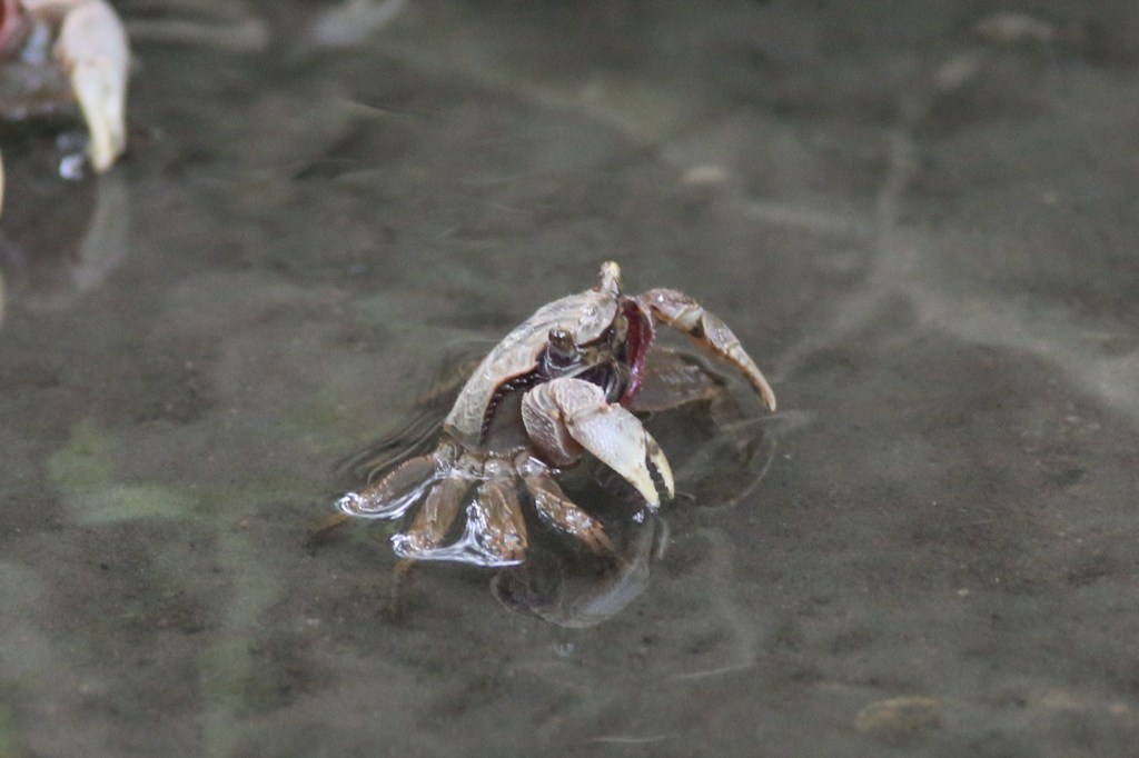 上に何あるカニ