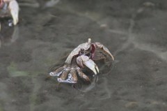 上に何あるカニ