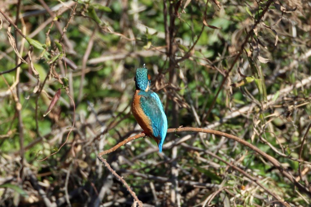 カワセミポーズ-1