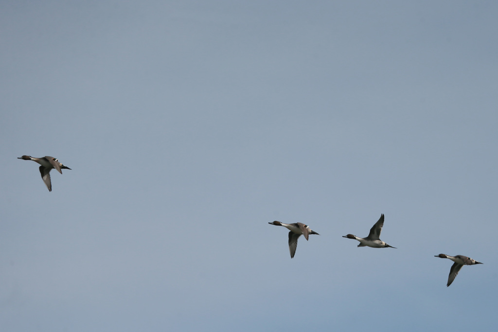 一番先頭とと父ちゃん