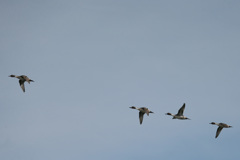 一番先頭とと父ちゃん