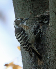 コゲラ定番写真