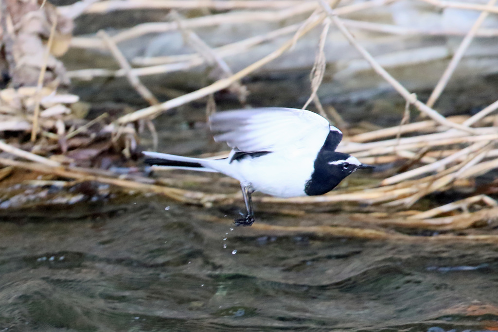 ハクセキレイ飛行中-1
