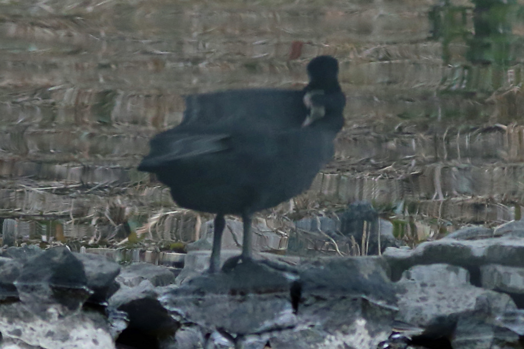 あなたはどちらさん