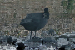 あなたはどちらさん