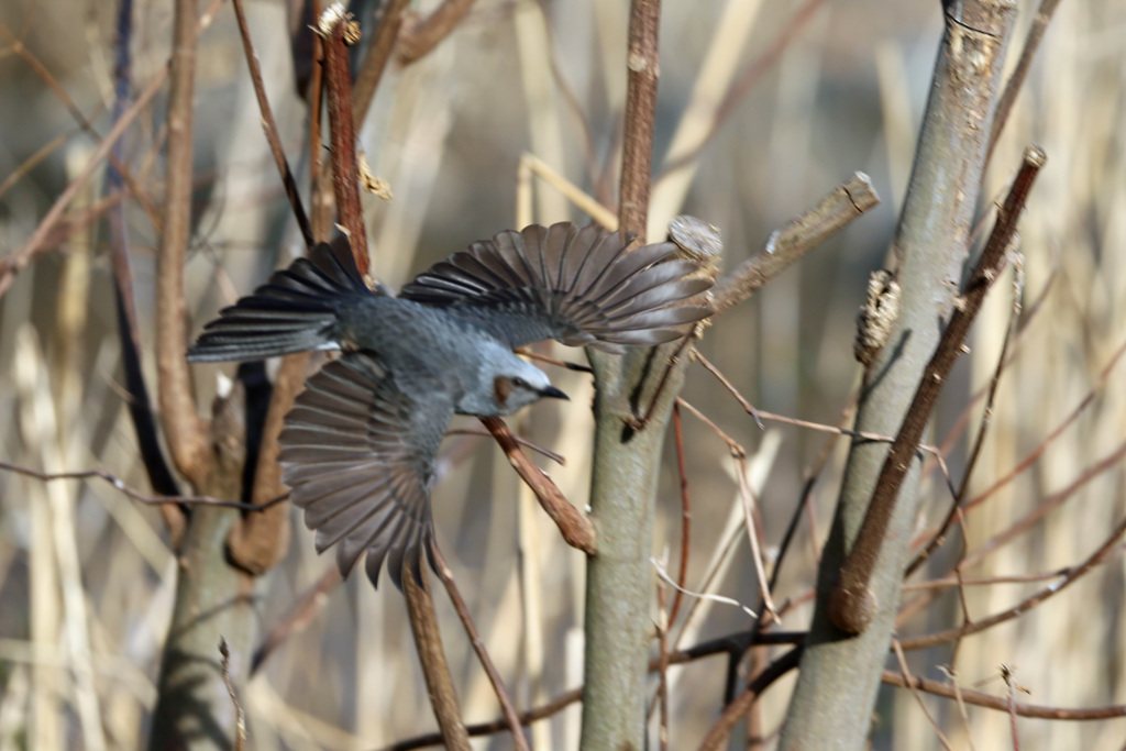 ヒヨドリ飛行中