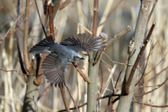 ヒヨドリ飛行中