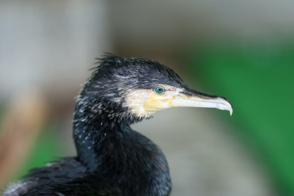 カワウポートレート