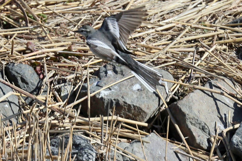 ハクセキレイ着地