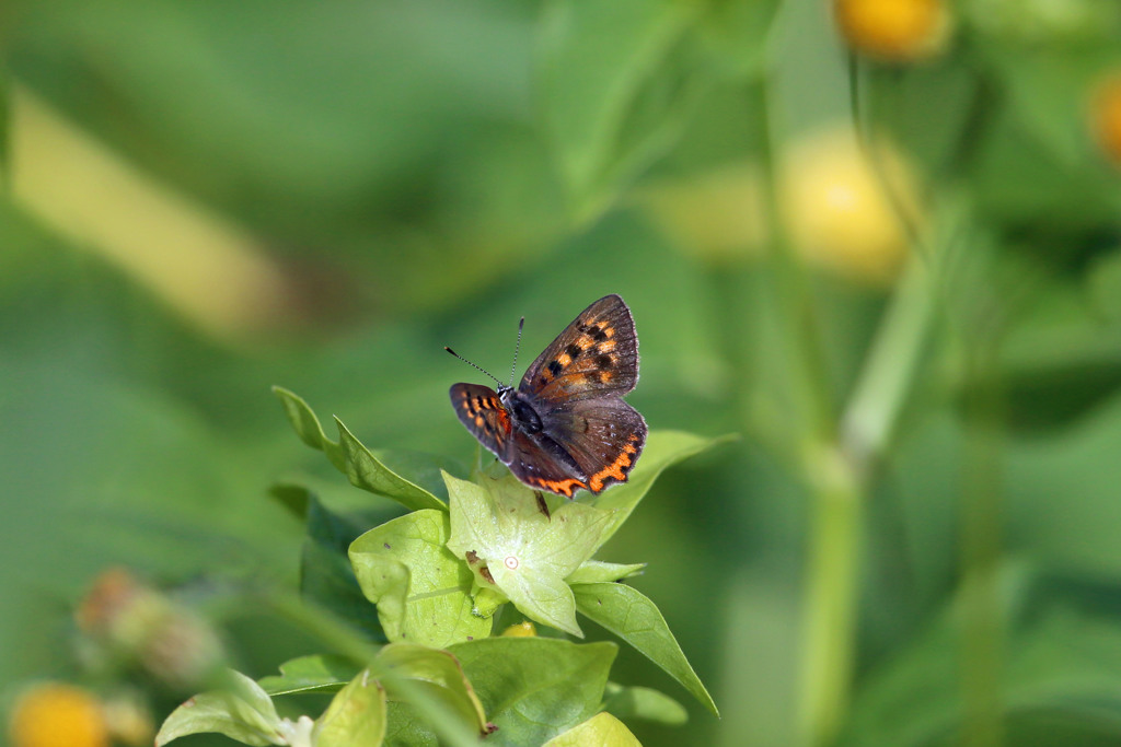 ベニちゃん定番ポーズ