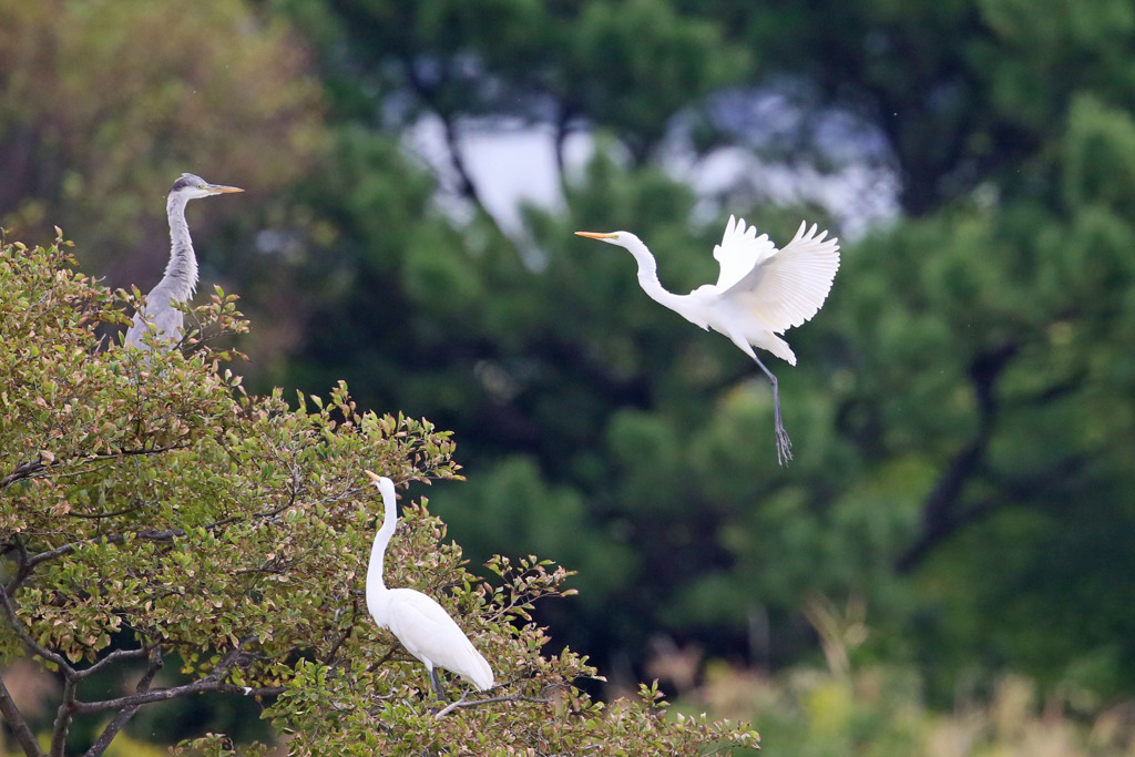 見つめるアオサギ