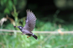 ヤマモモゲット