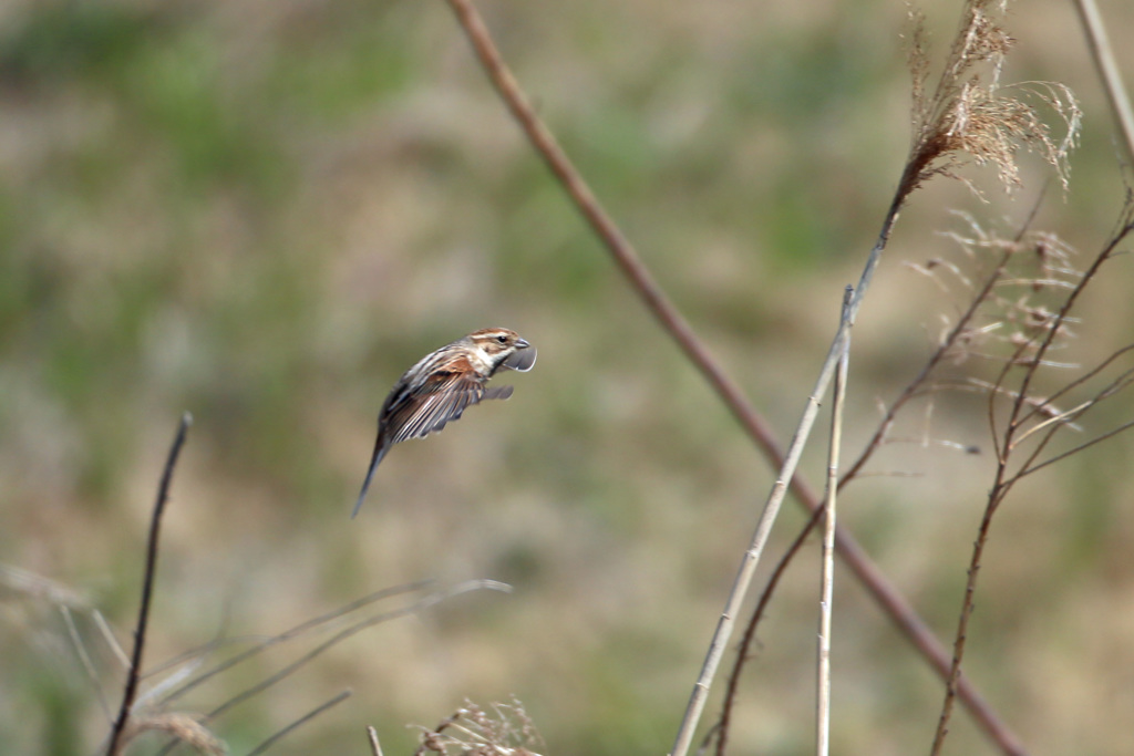 オオジュリン着地姿勢