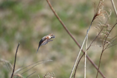 オオジュリン着地姿勢