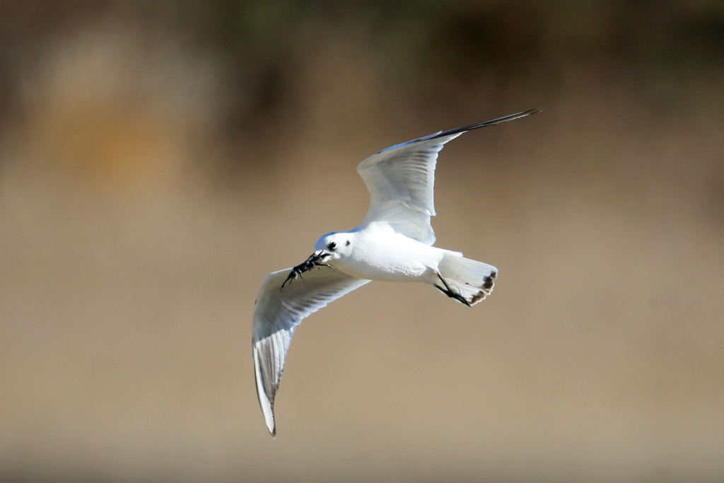 ズクロカモメ着地ポーズ