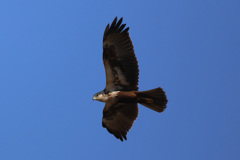 チュウヒ君-3 チュウヒ君-3