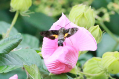 ピンクのステージ