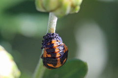 あなたはどちらさん