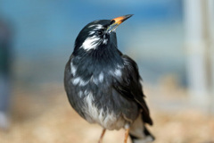 ムクドリポートレート