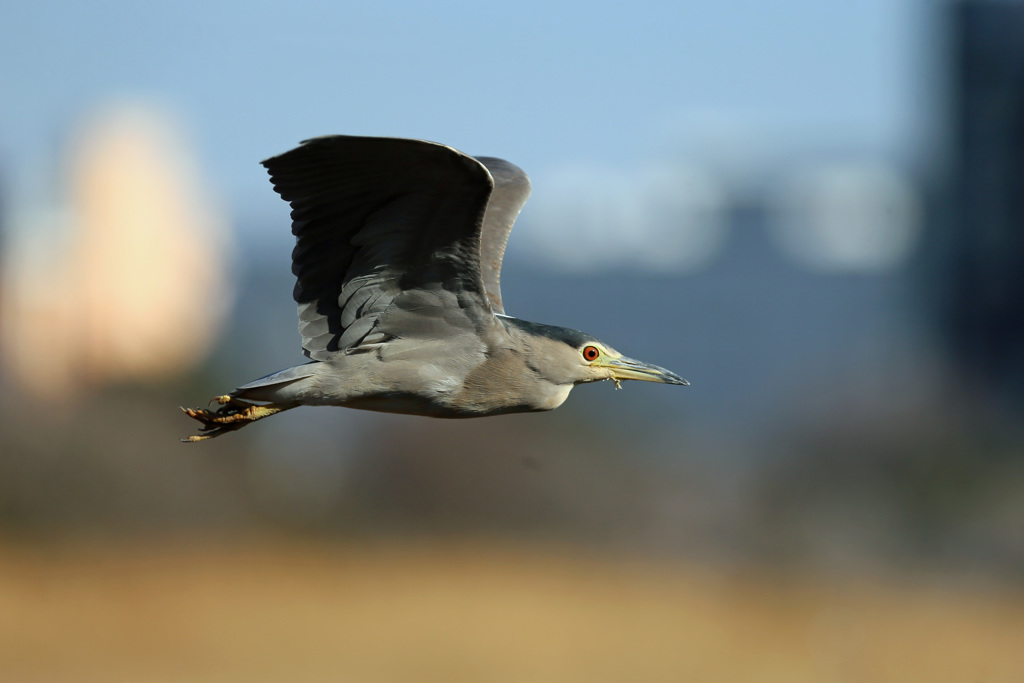ゴイサギ飛行中