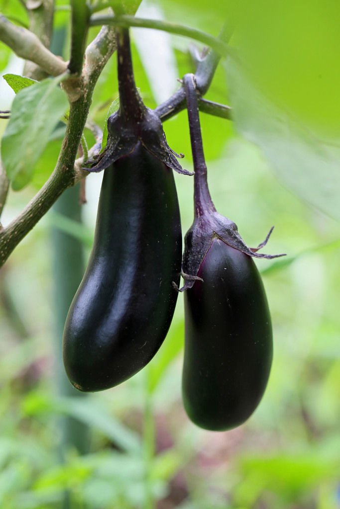 今年最後の茄子