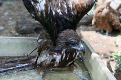 きょうもあついな