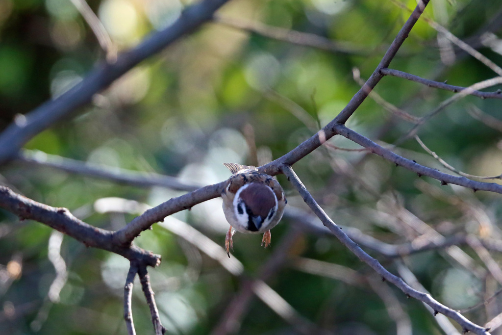 スズメのジャンプ