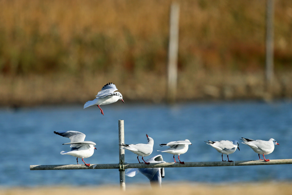 見上げるユリカモメ