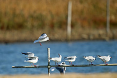 見上げるユリカモメ