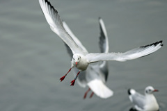 正面シリーズ-5