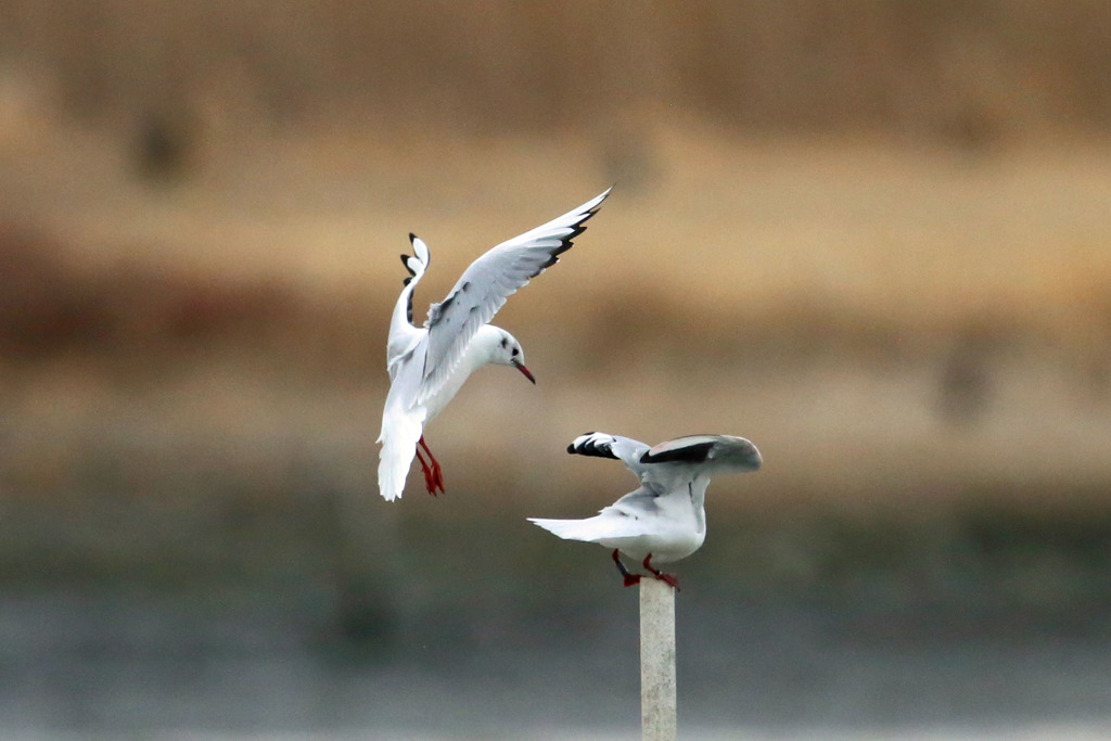 いつもの争奪戦