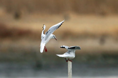 いつもの争奪戦