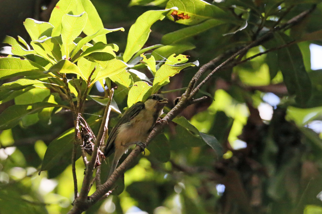 日差しをよけて