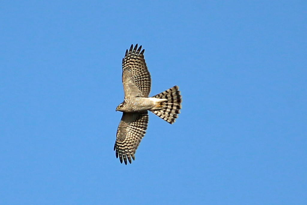 青空とハイタカ